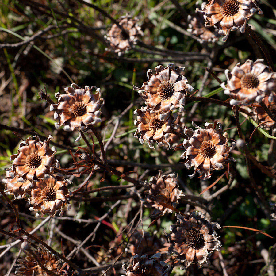 Plancia ëd Protea scolymocephala (L.) Reich.