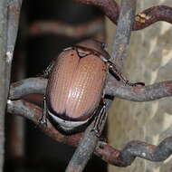 Image de Anoplostethus roseus Blanchard 1850