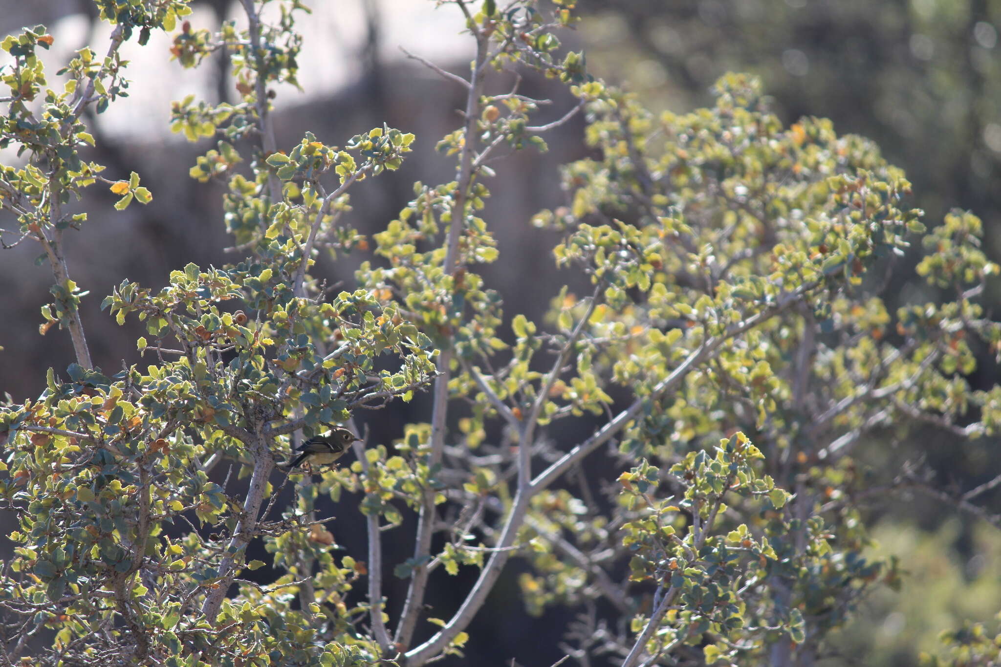 Image of Ruby-crowned Kinglet