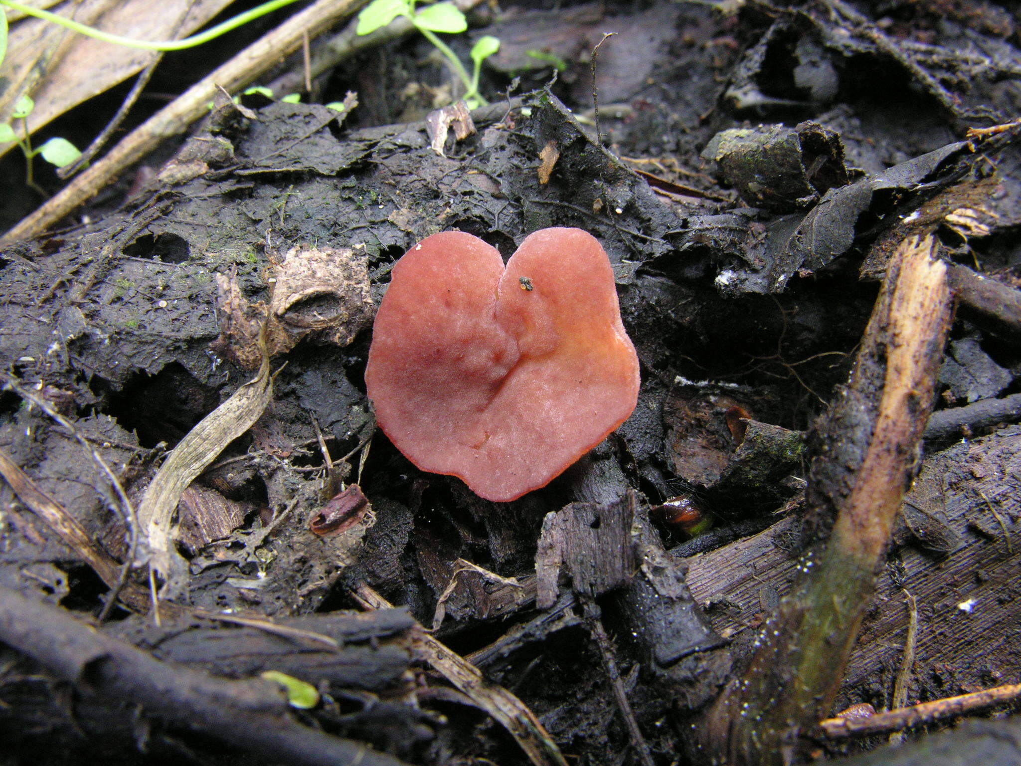 Image of Purpureodiscus