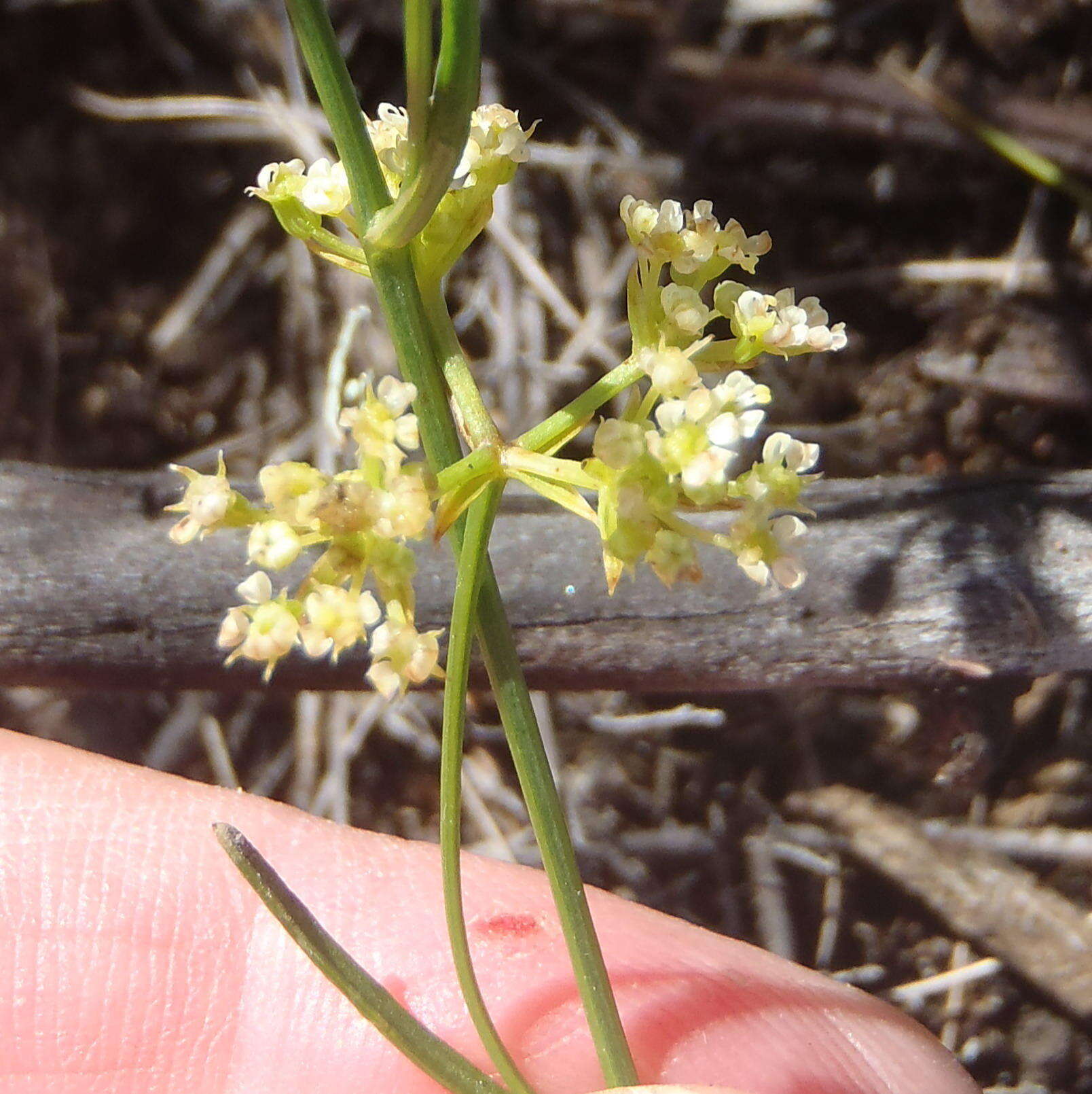 Itasina filifolia (Thunb.) Raf. resmi