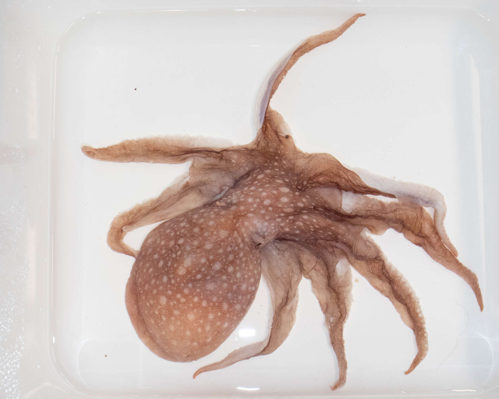 Image of spoonarm octopus