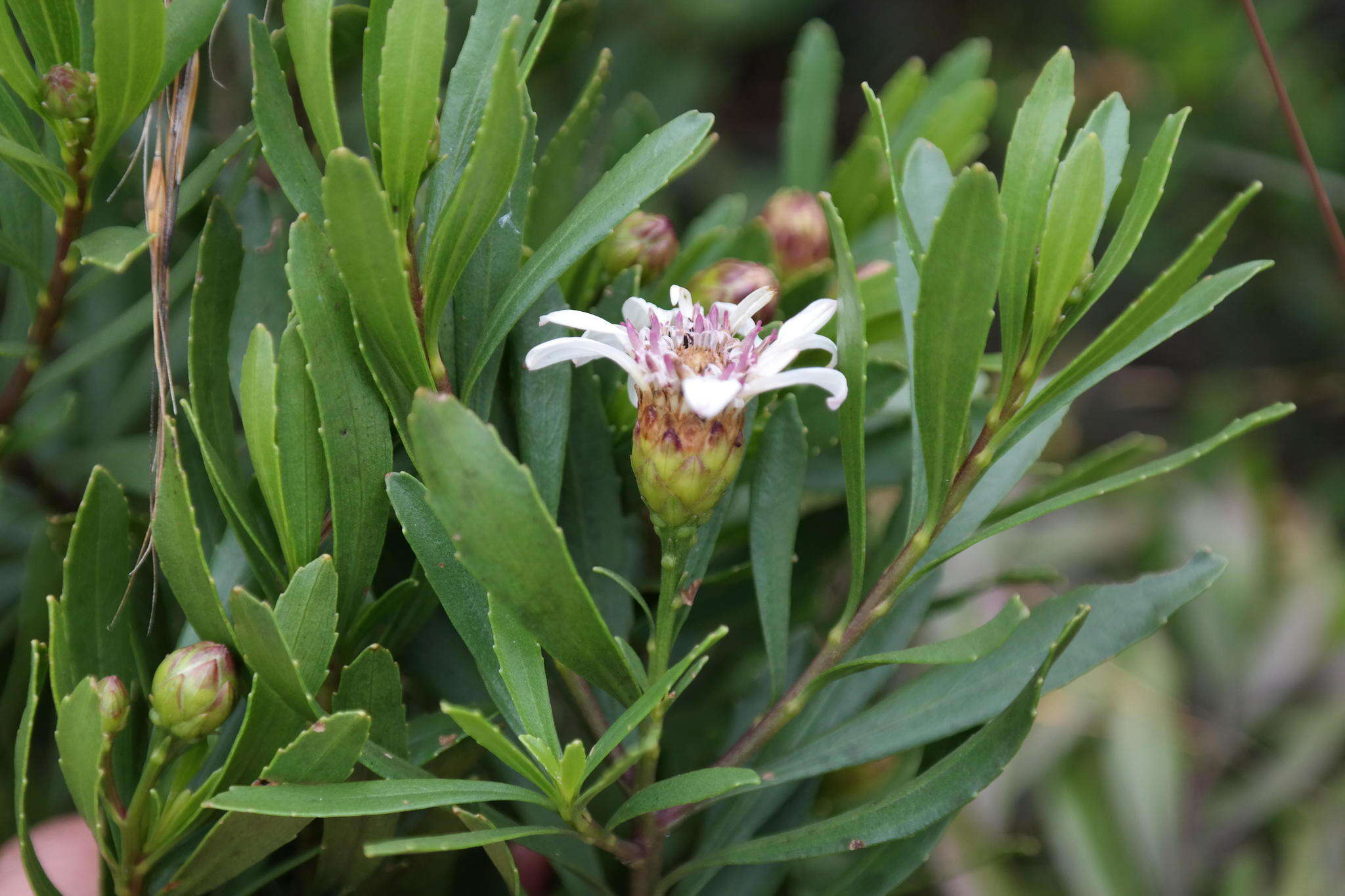 Callilepis caerulea (Hutch.) Leins的圖片