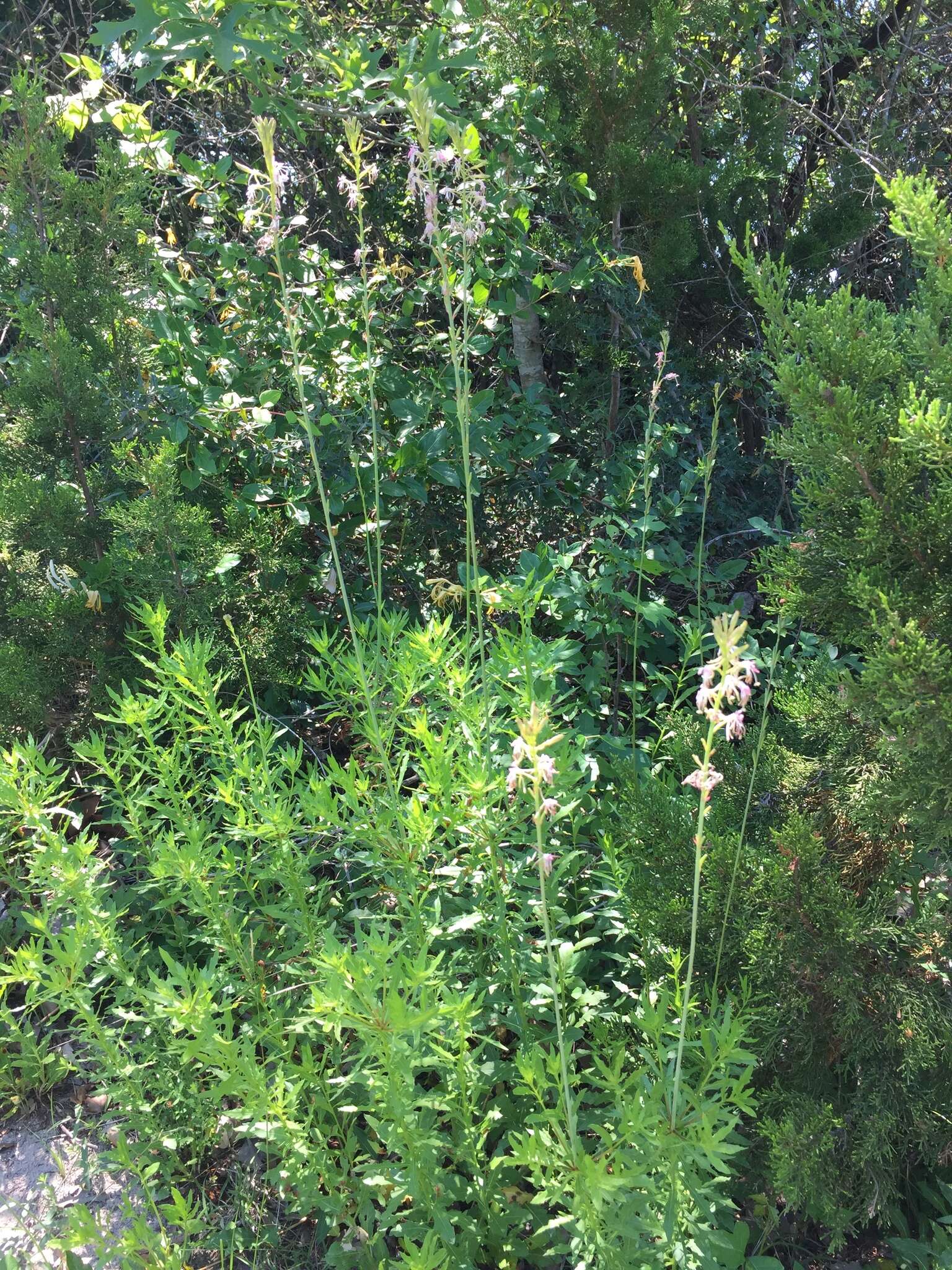 Oenothera suffulta subsp. nealleyi (J. M. Coult.) W. L. Wagner & Hoch resmi