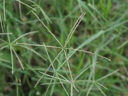 Image of African Bermudagrass