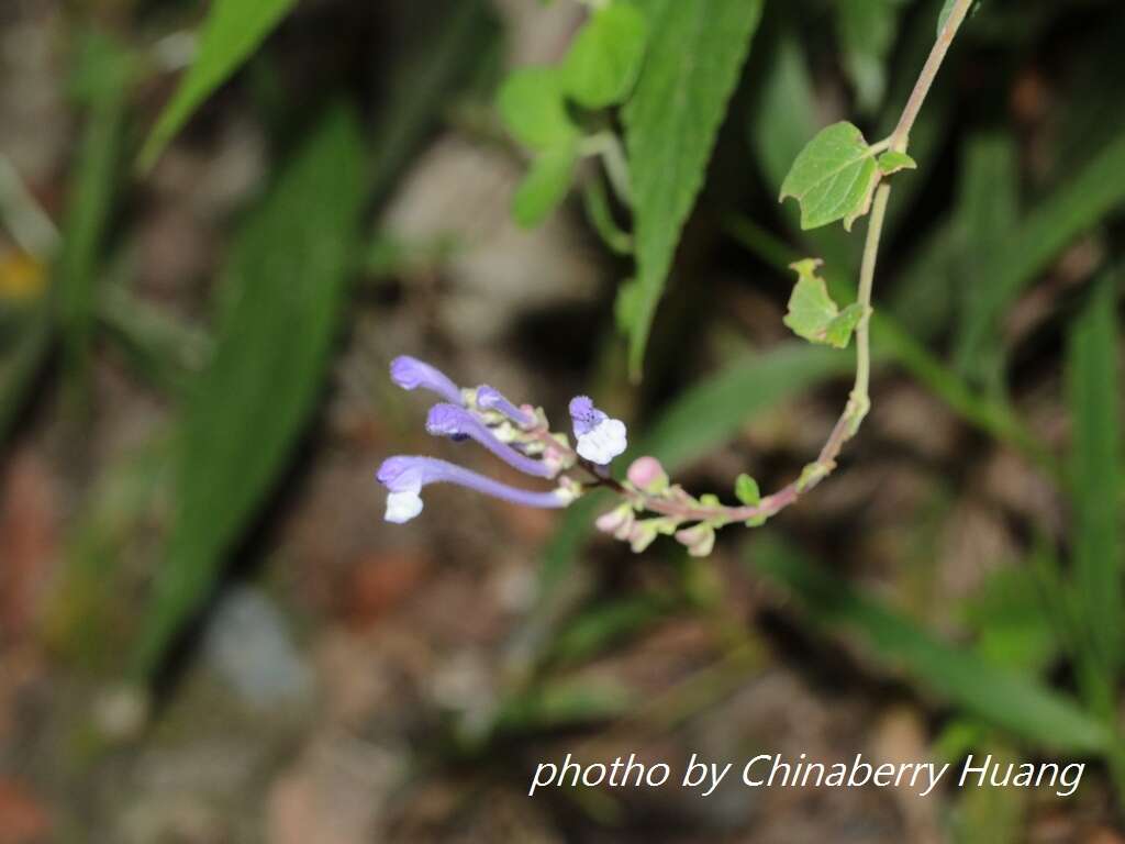 Sivun Scutellaria indica var. indica kuva