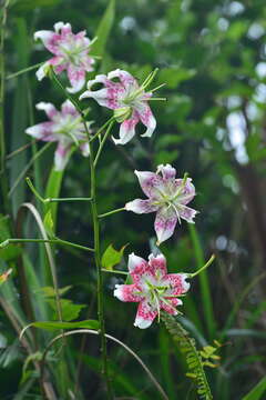 Image of Lilium speciosum Thunb.