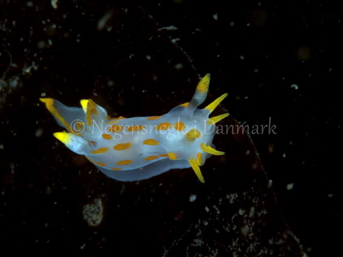 Plancia ëd Polycera quadrilineata (O. F. Müller 1776)