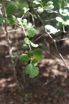 Слика од Crataegus reverchonii Sarg.