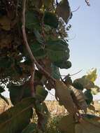 Image of Neocarya macrophylla (Sabine) Prance ex F. White