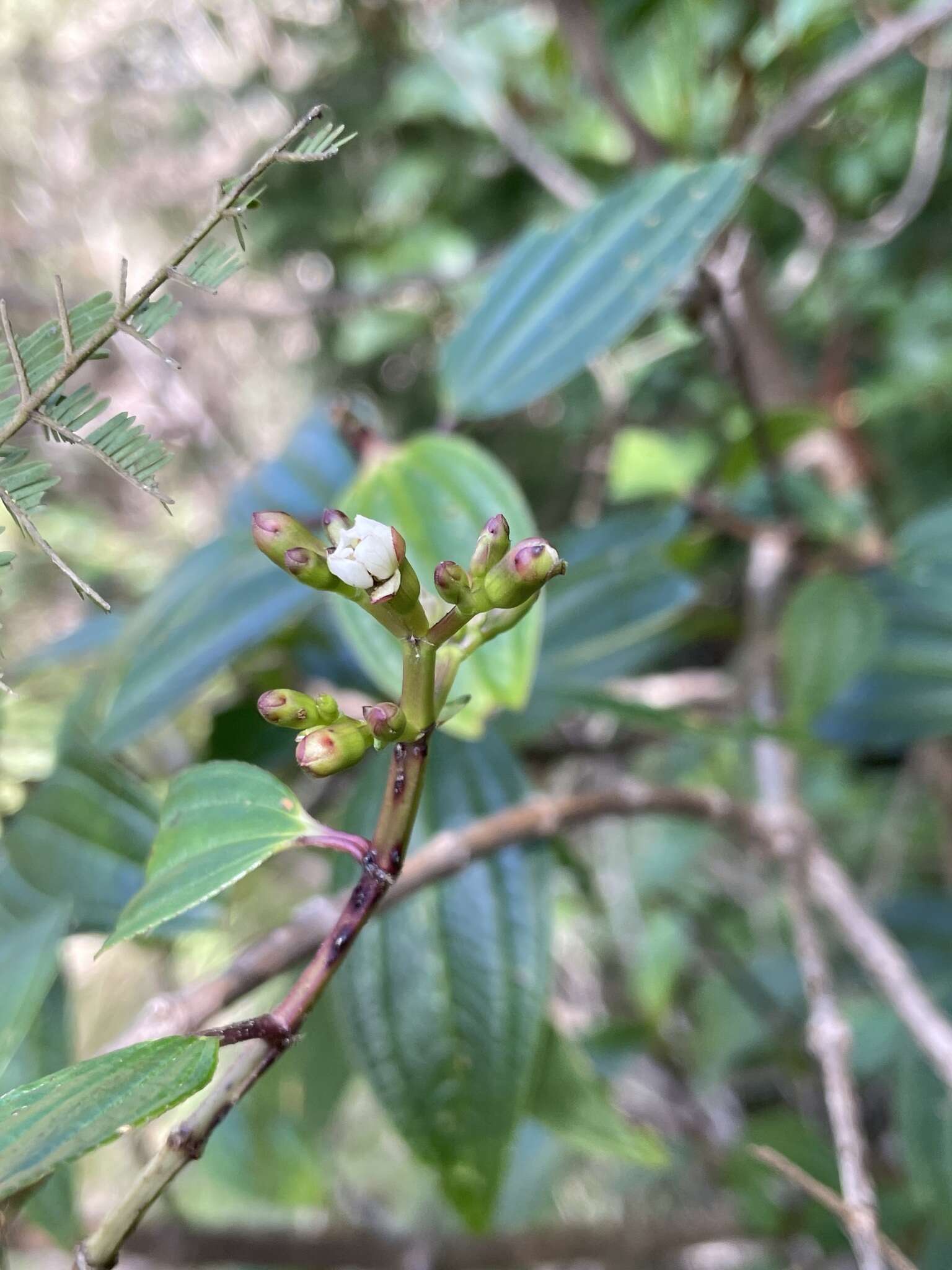 Image of Amphorocalyx latifolius H. Perrier