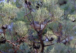 Image of Acanthiza apicalis apicalis Gould 1847