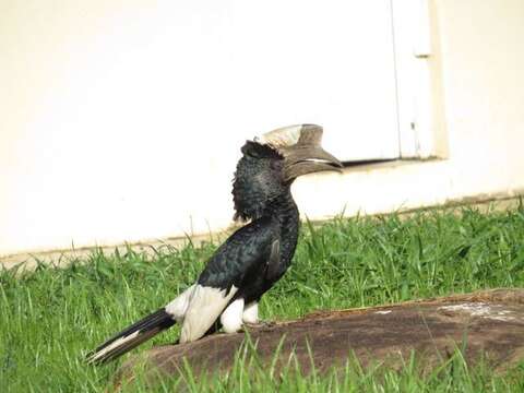 Image of Black-and-white Casqued Hornbill