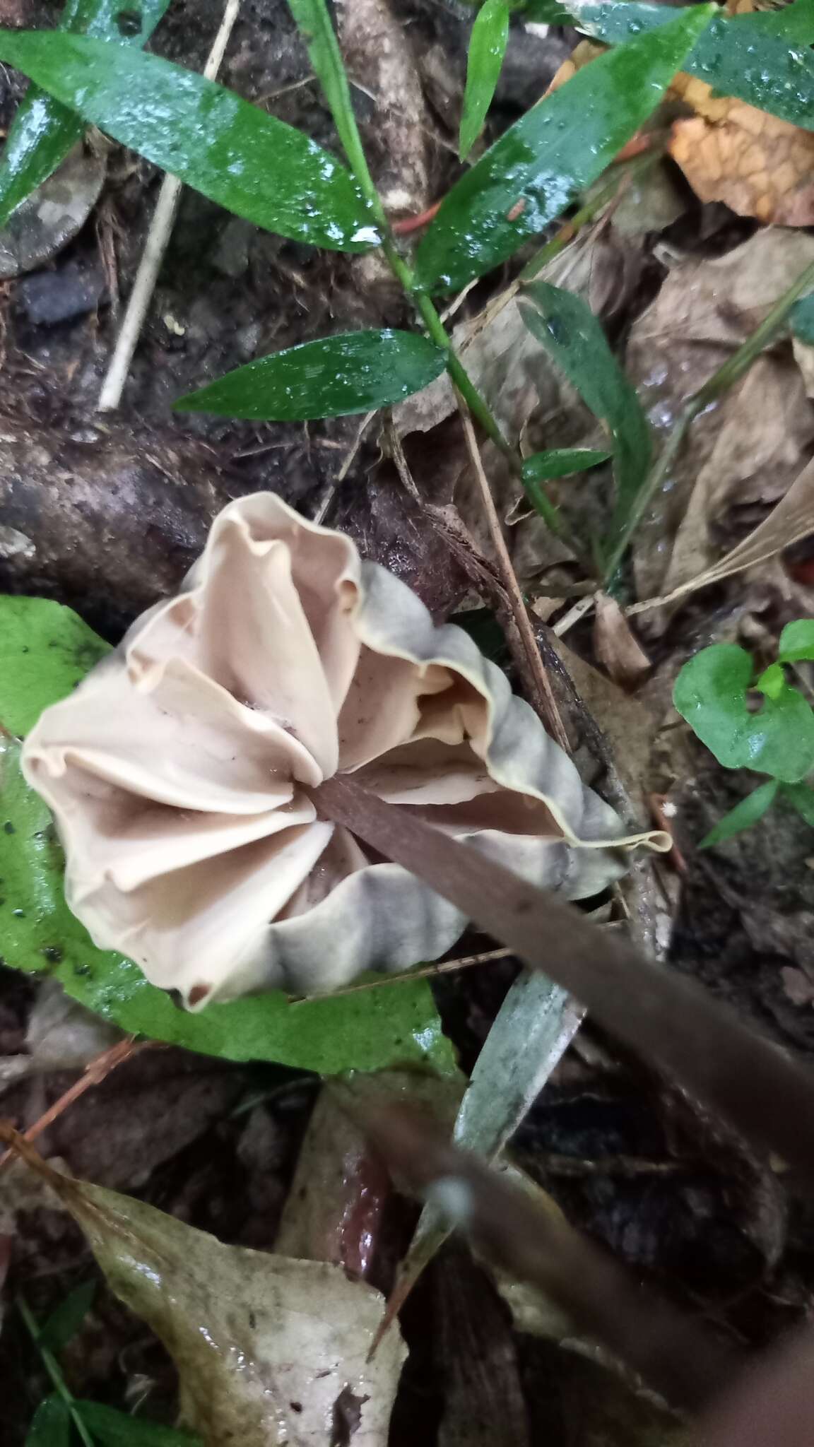 Image of Marasmius bekolacongoli Beeli 1928