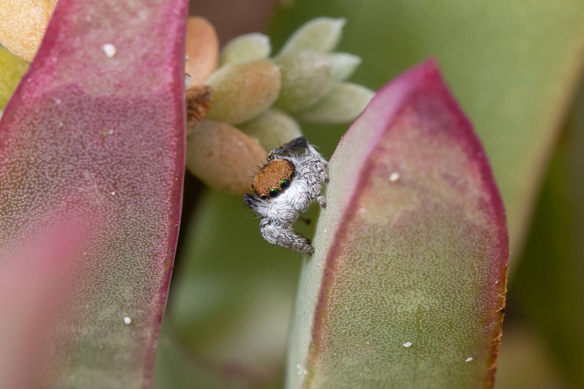 Image of Maratus albus Otto & Hill 2016