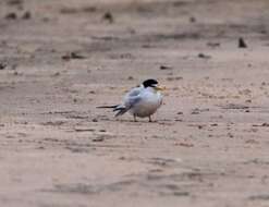 Image of Yellow-billed Tern