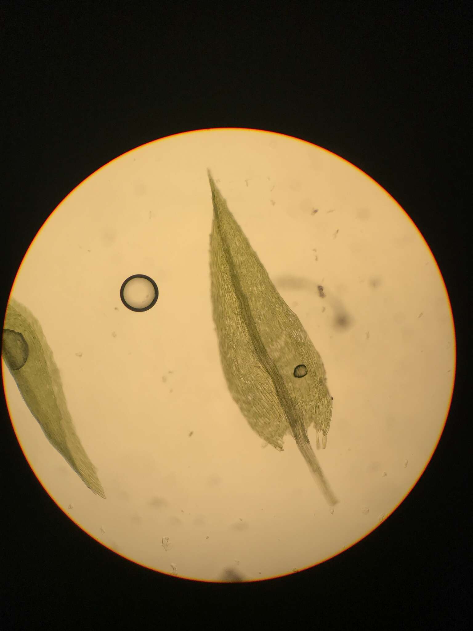 Image of pohlia moss