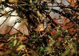 Image of Cinnamon-tailed Sparrow