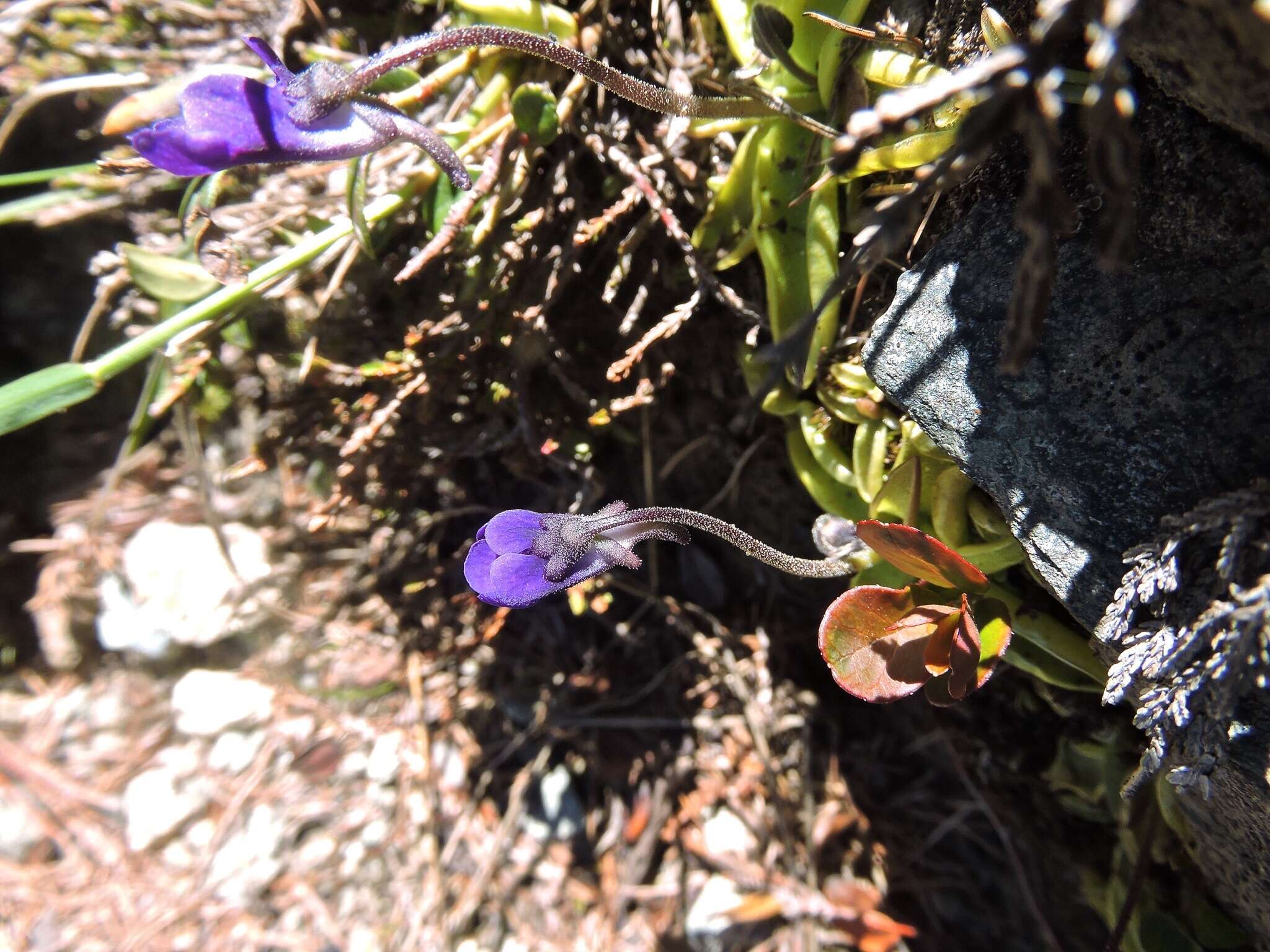 Imagem de Pinguicula leptoceras Rchb.