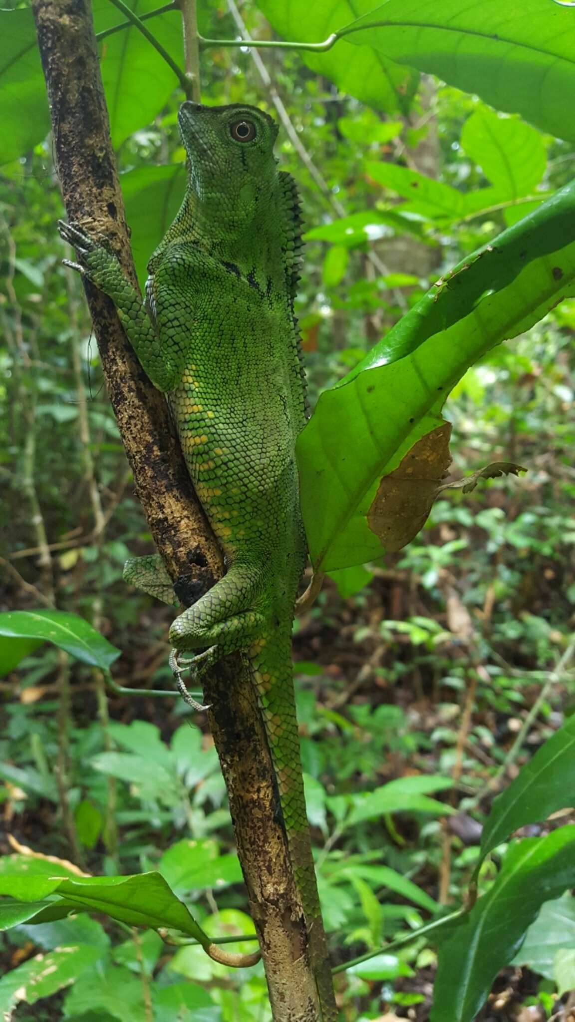 Image of Doria's angle-headed lizard