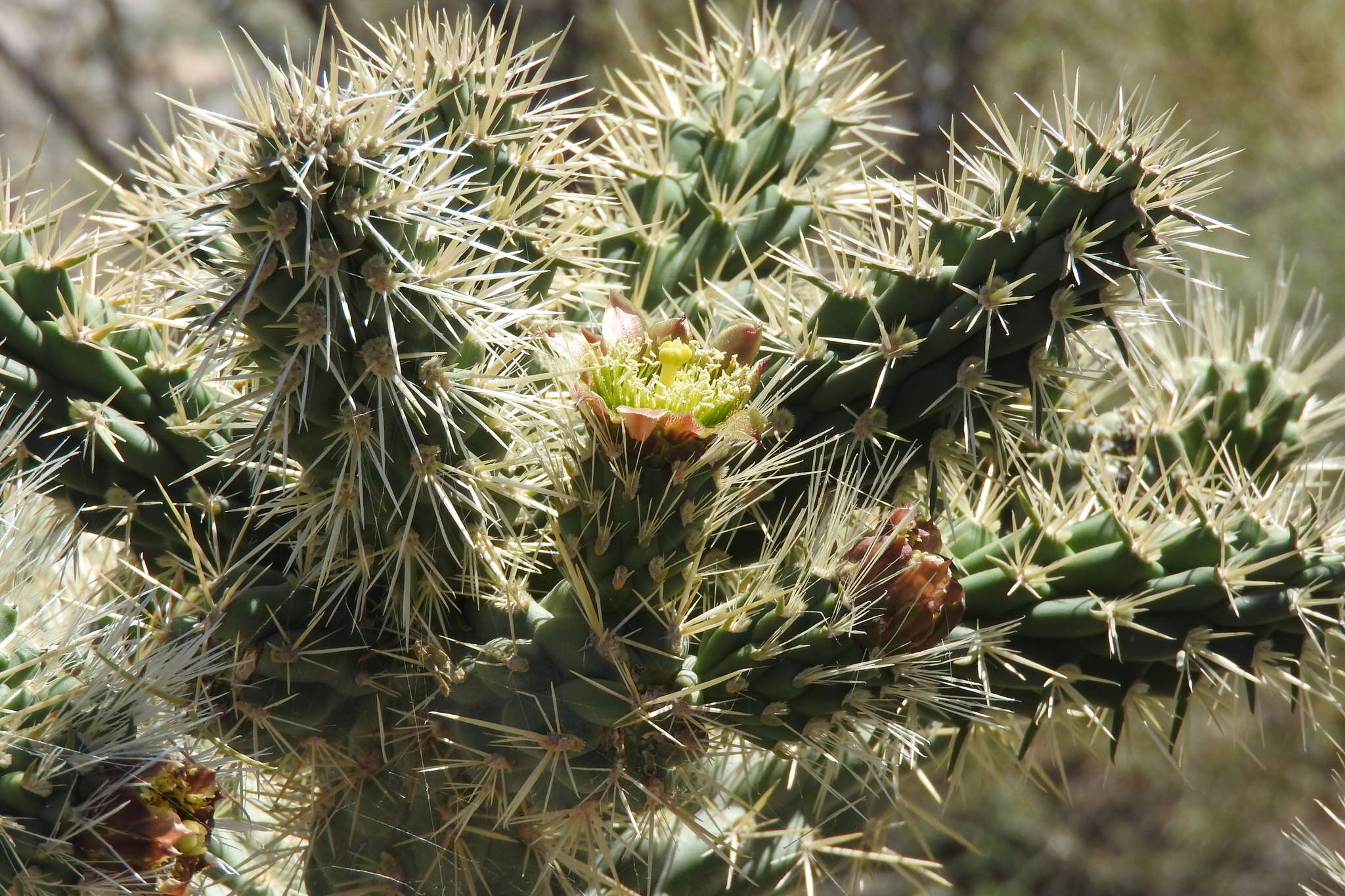 Image of Cylindropuntia alcahes var. alcahes