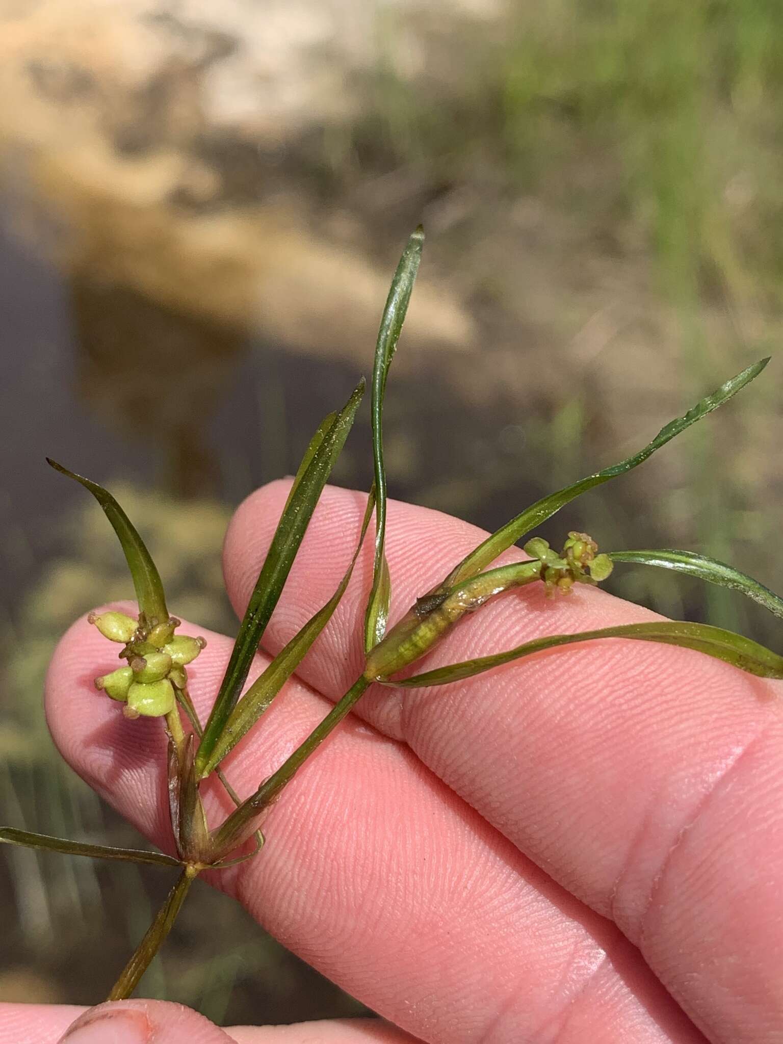 Image of Hill's pondweed