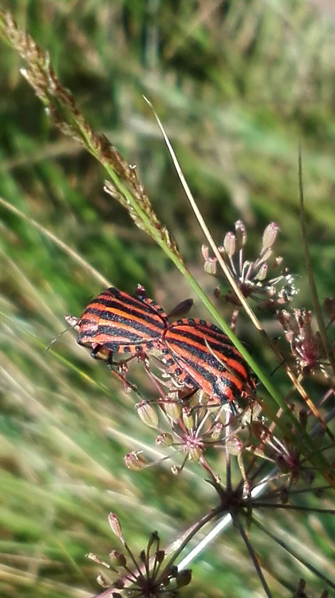 Image of Graphosoma italicum italicum