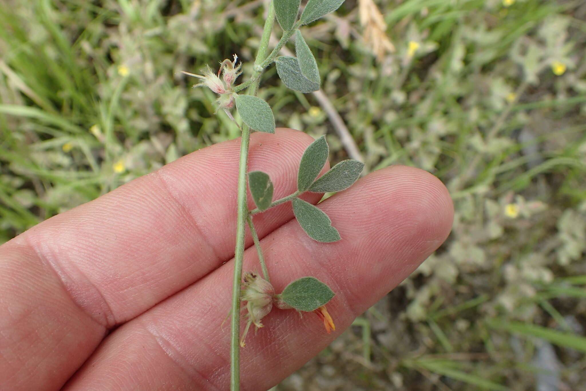 Plancia ëd Acmispon decumbens var. decumbens