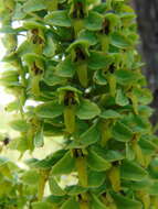 Image of Habenaria strictissima Rchb. fil.