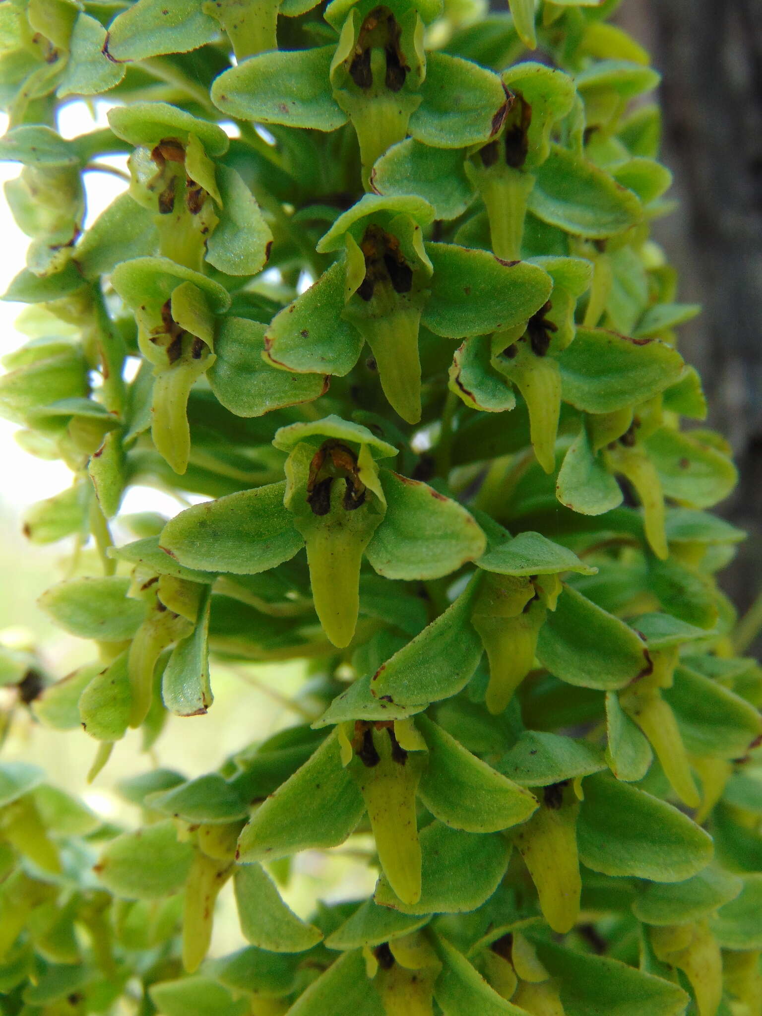 Image of Habenaria strictissima Rchb. fil.