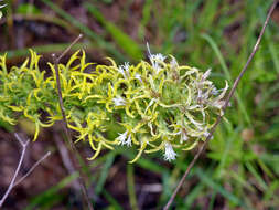 Image of Liatris bridgesii (Mayfield) G. L. Nesom