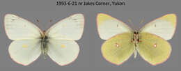 Imagem de Colias gigantea Strecker 1900