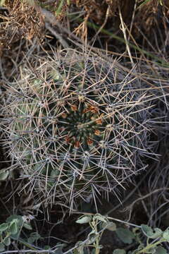 Image of Gymnocalycium reductum (Link) Pfeiff. ex Mittler