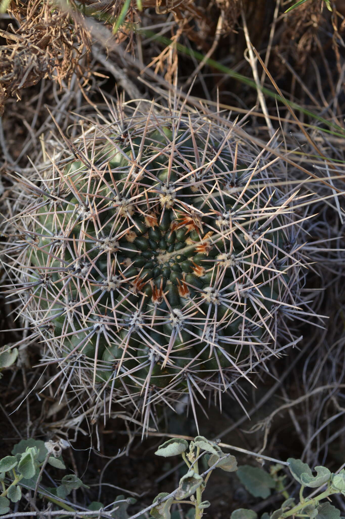 Image of Gymnocalycium reductum (Link) Pfeiff. ex Mittler