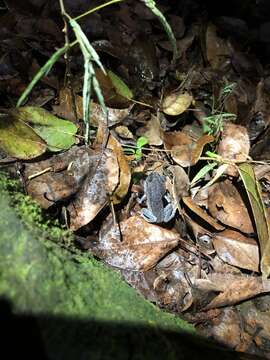 Image of Hasselt's Litter Frog