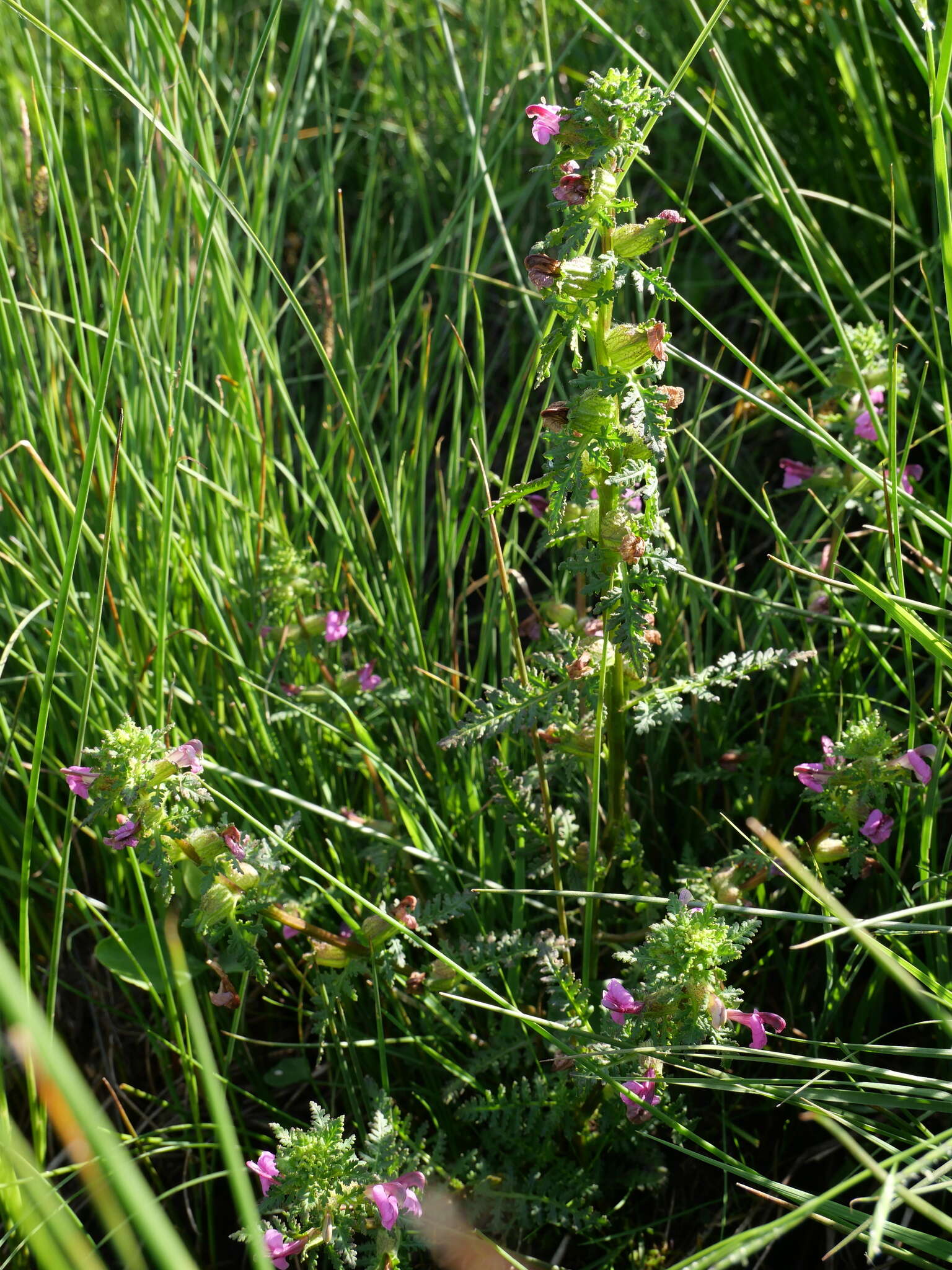 Imagem de Pedicularis palustris subsp. palustris