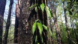 Image de Bignonia capreolata L.