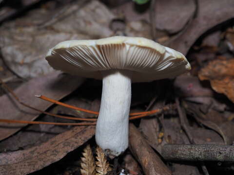 Image of Russula albolutescens McNabb 1973