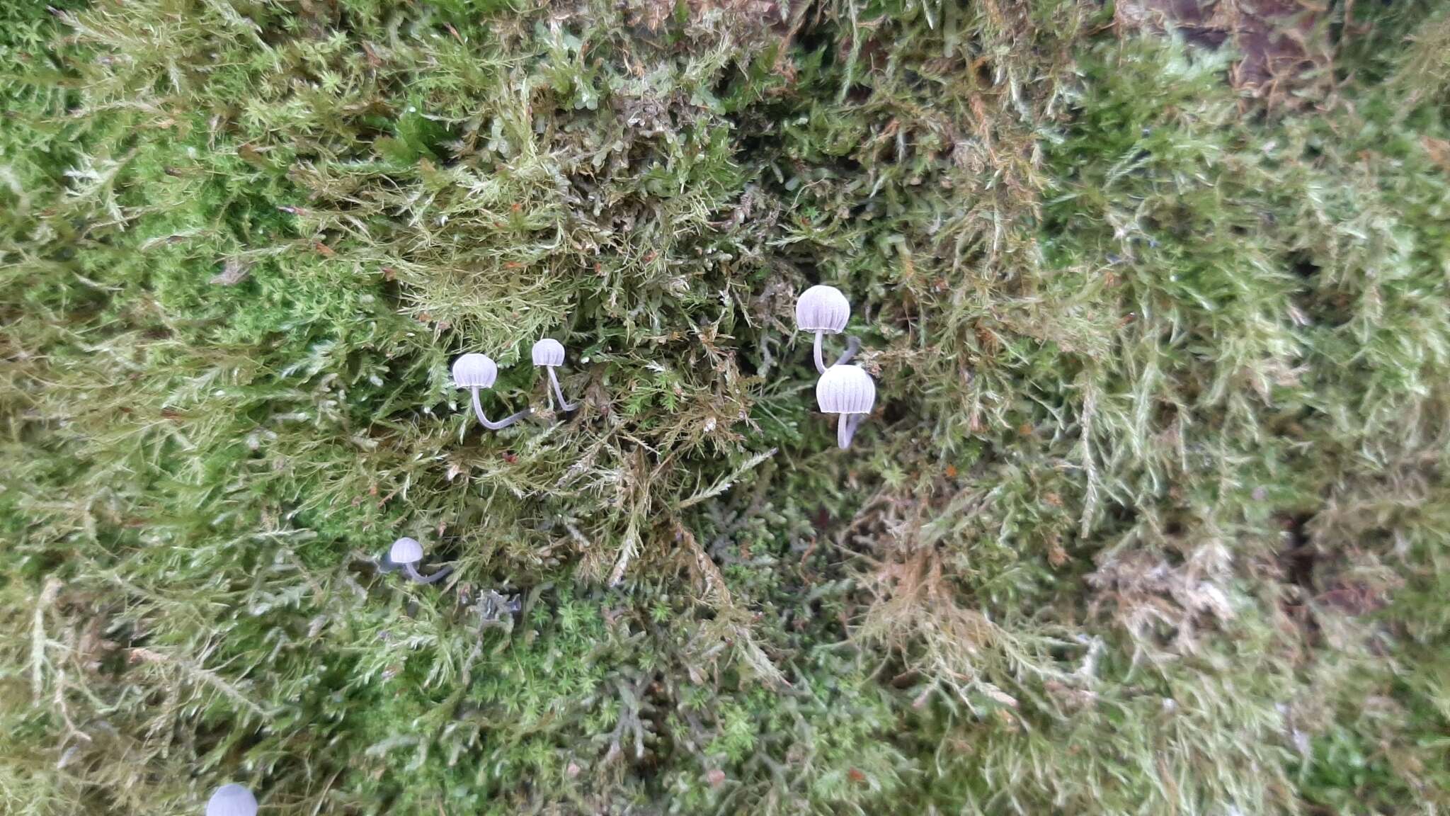 Image of Mycena pseudocorticola Kühner 1938