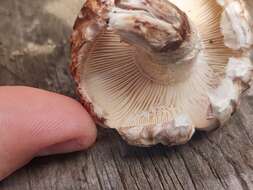 Image of shiitake