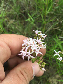 Image of diamond-flowers