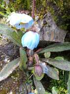 Imagem de Meconopsis horridula Hook. fil. & Thomson