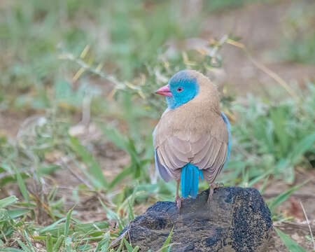 صورة Uraeginthus cyanocephalus (Richmond 1897)