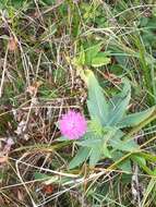 Imagem de Carduus defloratus subsp. summanus (Pollini) Arcang.