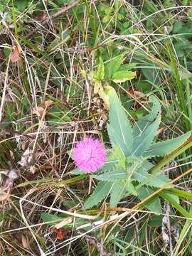 صورة Carduus defloratus subsp. summanus (Pollini) Arcang.