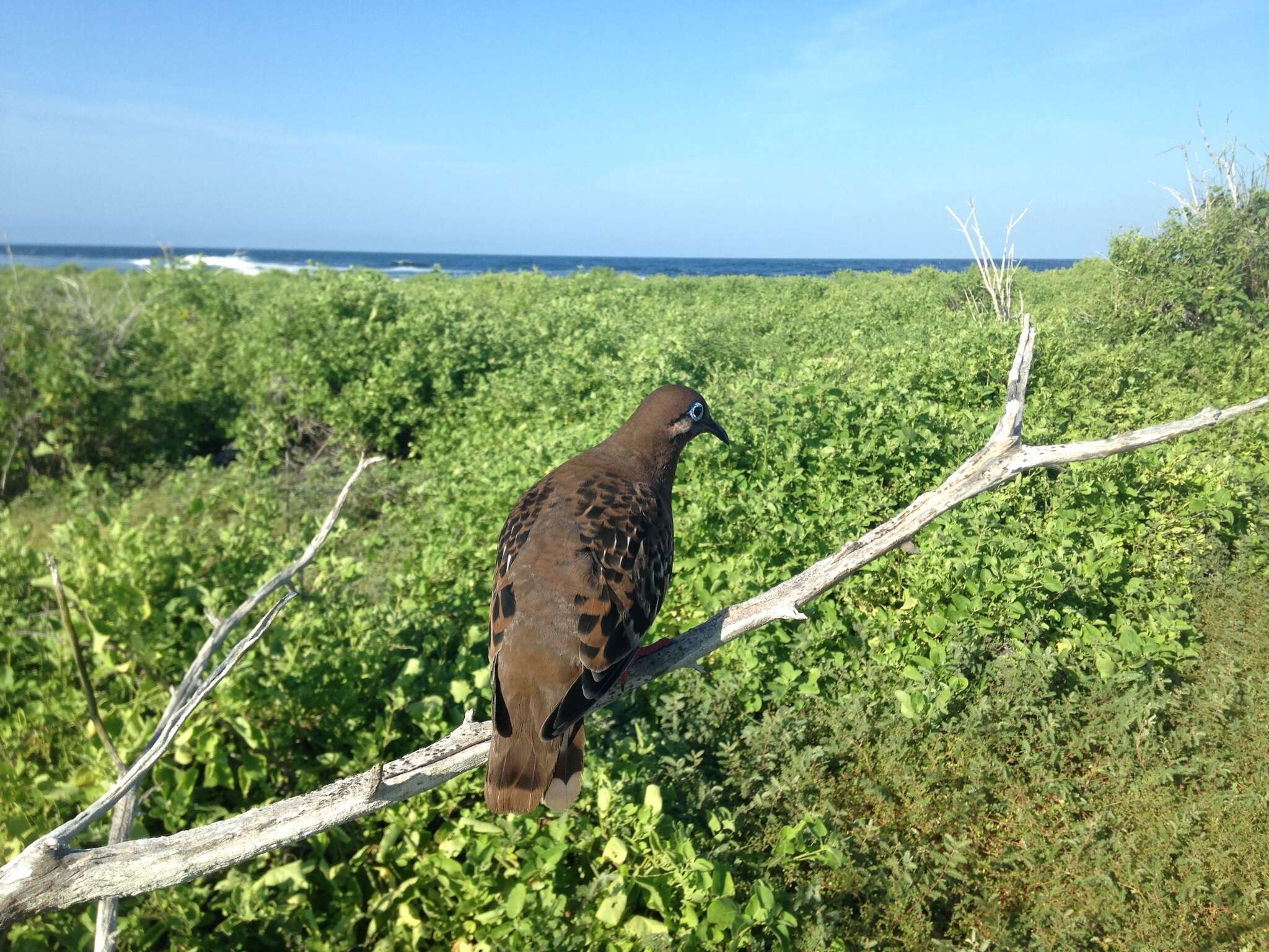 Image of Galapagos Dove