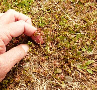 Image of nodding clover