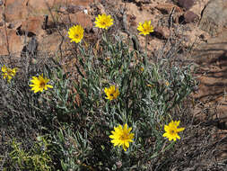 Image of Arctotis lanceolata Harv.