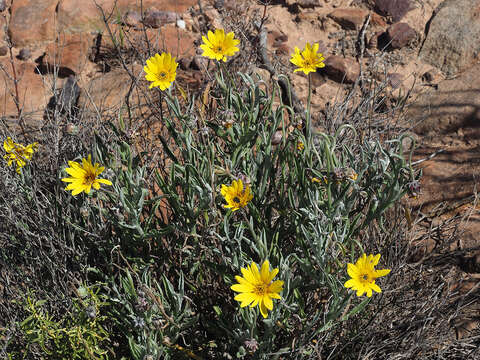 Image of Arctotis lanceolata Harv.