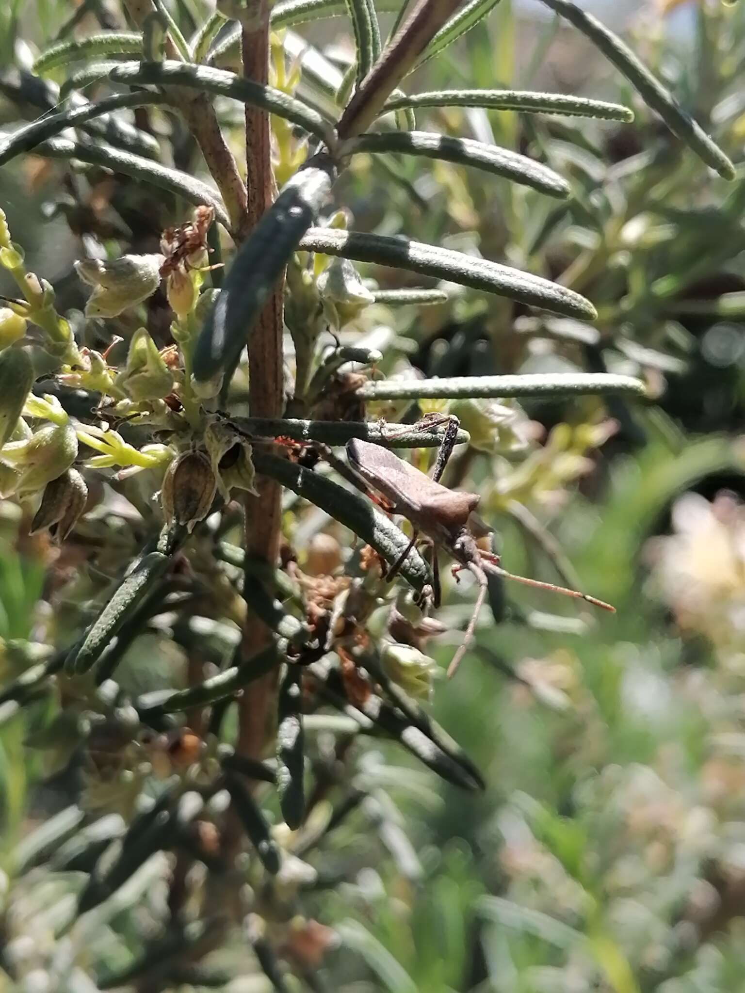 Image of Leaf-footed bug